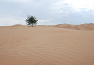 現地に広がる広大な砂漠