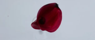 project cover image