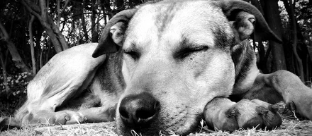 CARE PETS(ケアペッツ)では、 犬用の「尿による簡単がん検査サービス」を行っています