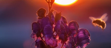 蜂の巣　その後・・・