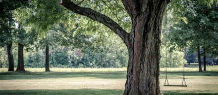 How Much Does It Cost To Remove A Tree In Toronto?