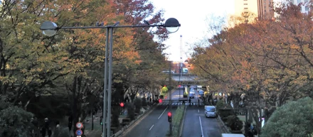 【西新宿の風景】 都心の紅葉