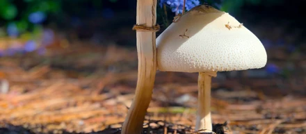 Buy magic mushrooms