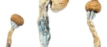 magic mushrooms for sale