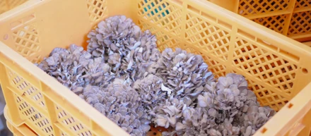 藤里町の特産品が世界に誇る特徴とは？（前編）
