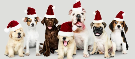 男だらけのクリスマス会