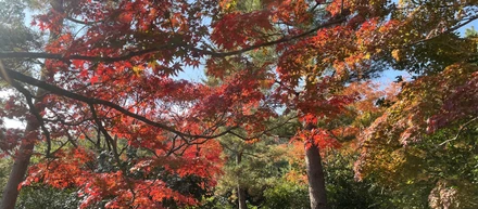 【社員コラム】紅葉が綺麗な季節ですね。