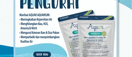 Bakteri Pengurai Kotoran Ikan Aquar