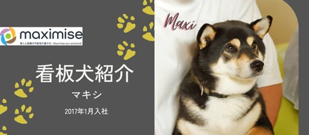 【会社の様子・番外編】看板犬（マキシ）もたまに出社