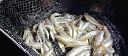 今年も大量！わかさぎ獲り in 琵琶湖【ハカルス釣り部】
