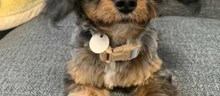 僕のカット✂️🐾