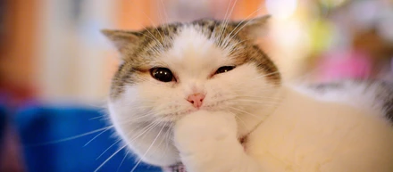 木に登った猫が見せる、切ない表情の訳