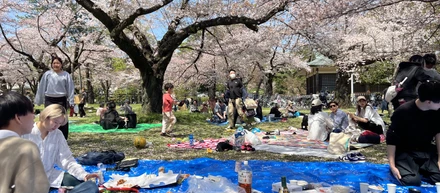 ★お花見★in2023＠小金井公園