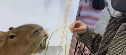 飼いたい動物No1