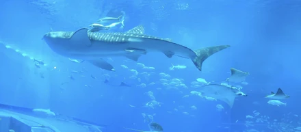 #6 社員旅行記② 🐠