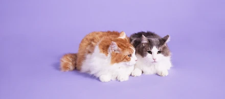 【夢はねこ博士】ユニアムを支えるねこ獣医師👩‍⚕️