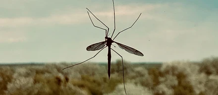 Say Goodbye to Itchy Bites: 5 Expert-Backed Mosquito Control Hacks