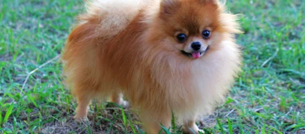 Ultra K9 Pro Reviews : ULTRAK9 PRO {CLINICALLY PROVEN} PROVIDE HEALTHY!