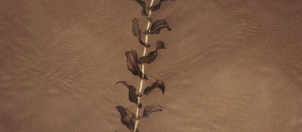 自己PR