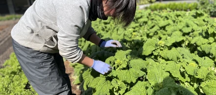 【社員インタビュー vol.1】入社のきっかけはミニトマト？農業と人事を兼任する活躍社員を紹介