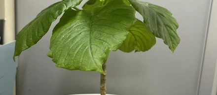 挿し木後メキメキ育つ