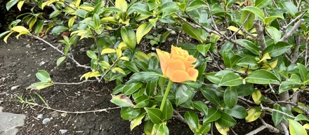 【IHT days】事務所前の植え込みが気になる話