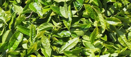 先人が築いてきた伝統を守りたい！「茶産地再興」プロジェクト始動