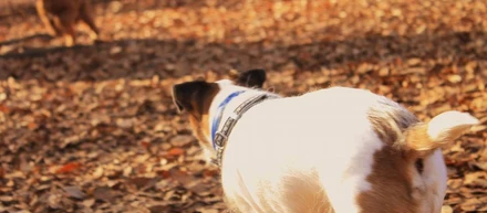 犬と働く社長のブログ〜獣医を目指していた私が18歳で起業した理由〜