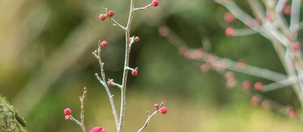 厳しい寒さの中、梅が花をつけるように。忍耐強く丁寧に。