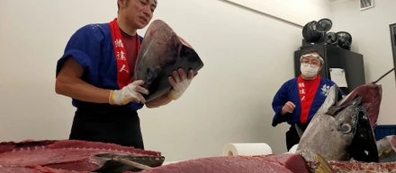 忘年会でマグロ解体ショーやったって本当？！