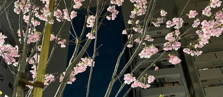 【イベント情報】第一弾は花見！