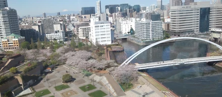会社周辺の桜が満開です