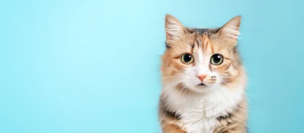 【LCエンタメ通信Vol.12】猫ミームからみる猫のファンコミュニティ