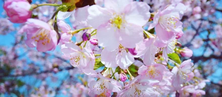 【福岡営業所】お花見しました