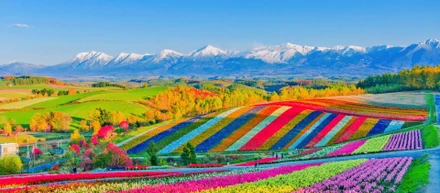 外国人視点からの一年間北海道の生活