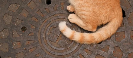 下水道マンホールを眺めてみた