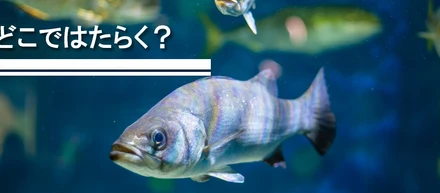 魚好きエンジニアの選択。大和 × 趣味 × エンジニアの自由な働き方