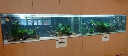 『TOJO癒しのアクアリウム』ファミリーさんの水槽立ち上げをお手伝いしてきました！