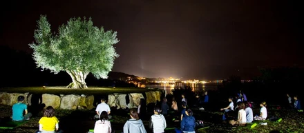 樹齢千年のオリーヴ大樹で宵禅