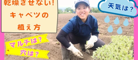キャベツの定植方法！