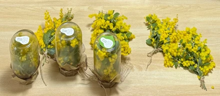 幸運を運ぶ花✿贈り物にぴったり！ミモザのワークショップ
