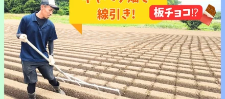 キャベツ畑の線引き