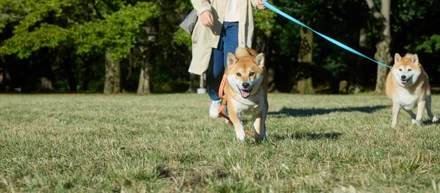 ペットアイテムの撮影