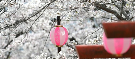 ”ほんとうのこと”のある春日部～お花見スポット～