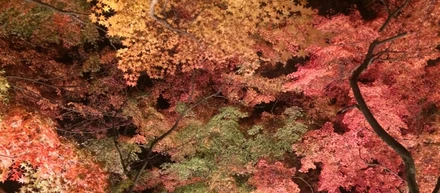 埼玉の紅葉スポット（秩父・長瀞）