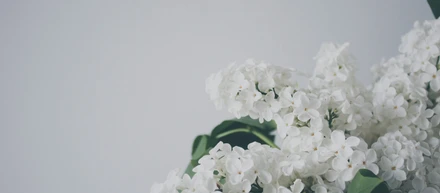 ライトアップに"幸福の花"が咲いた日