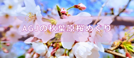 AGJの秋葉原桜めぐり②