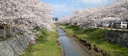 【出雲】樹齢300年の枝垂れ桜