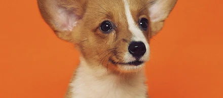 ミヤギワカナを表す3つの言葉