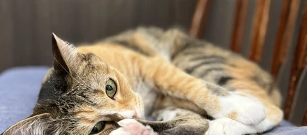 はじめまして、わたしはきなりです